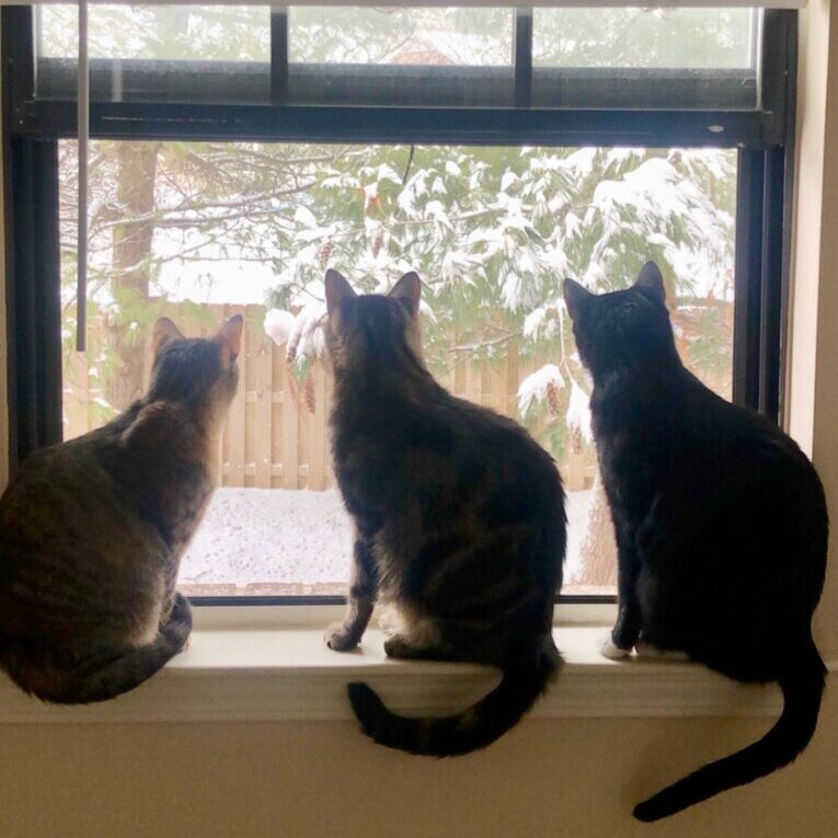 My three cats