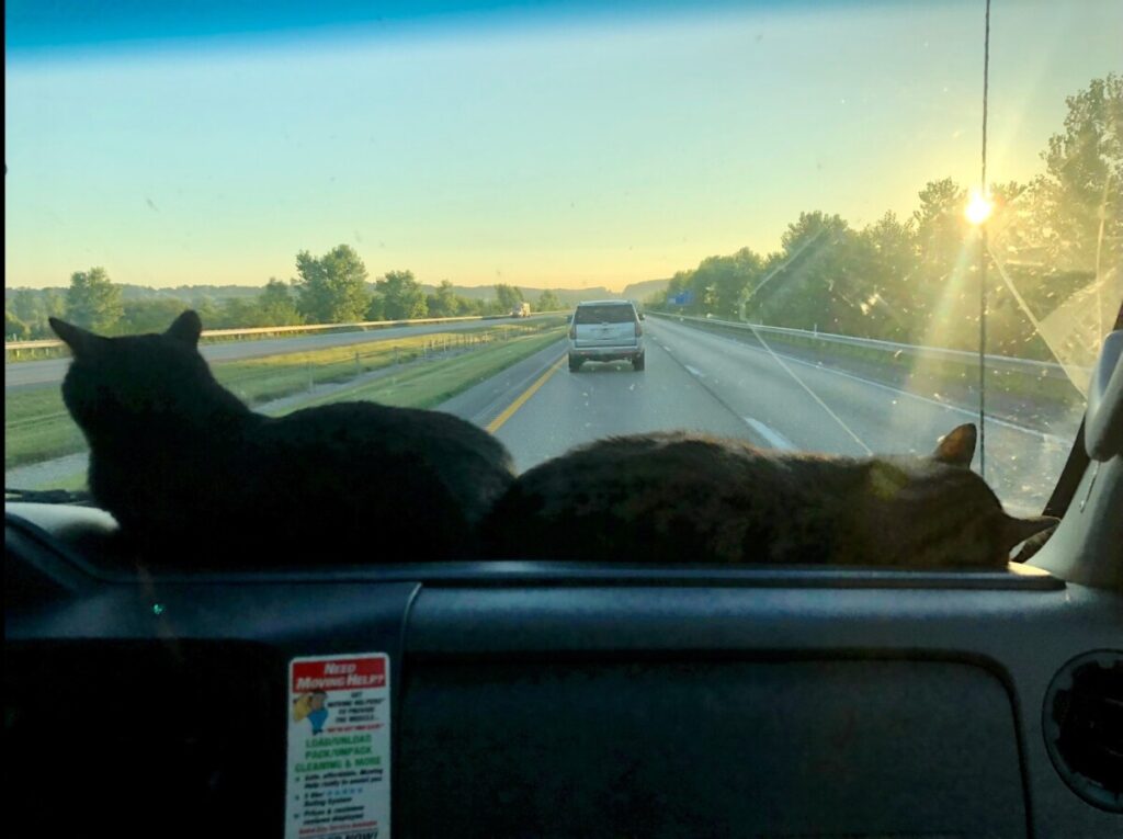 My two cats, Meera and Jojen, riding in a Uhaul during our first cross country move