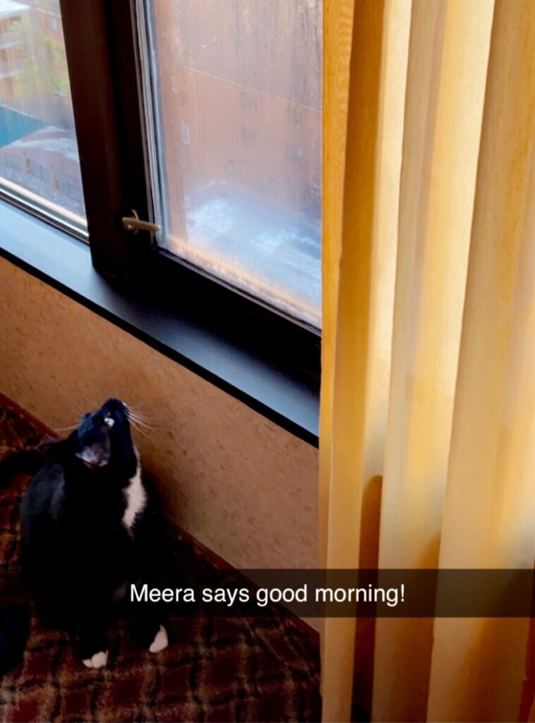 My cat, Meera, in a hotel
