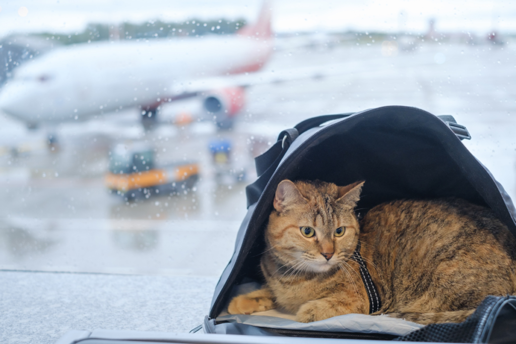 Is Your Pet Carrier Airline Approved? How To Find Out