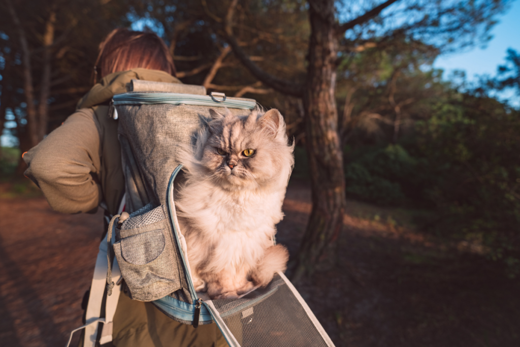 The Best Cat Backpacks for Fat Cats / Hiking with Your Cat (A Fun Place To Take Your Cat)