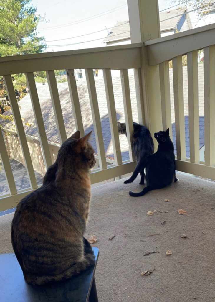 Cats on the porch; a fun place to take your cat