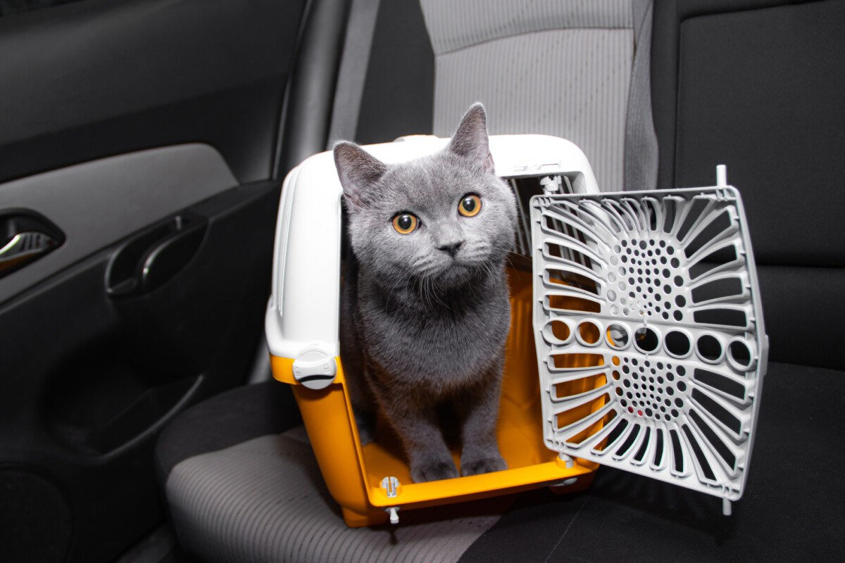 Cat in a carrier in the car