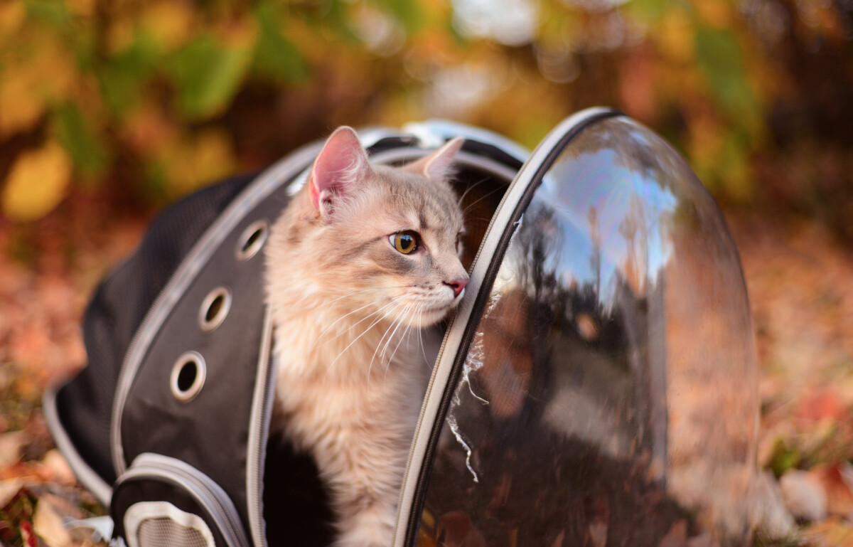 The Best Large Cat Backpacks for Fat Cats