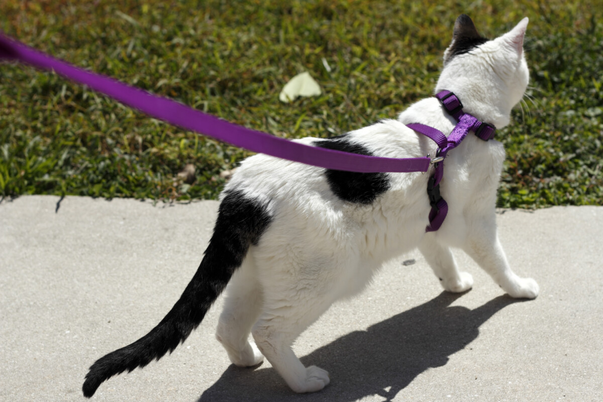 Walking a cat on a leash