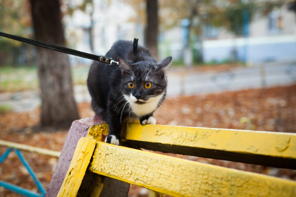 Cat at a park on a leash
