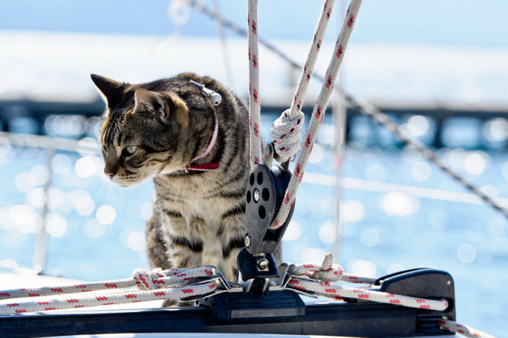 Boating with a cat: A fun place to take your cat