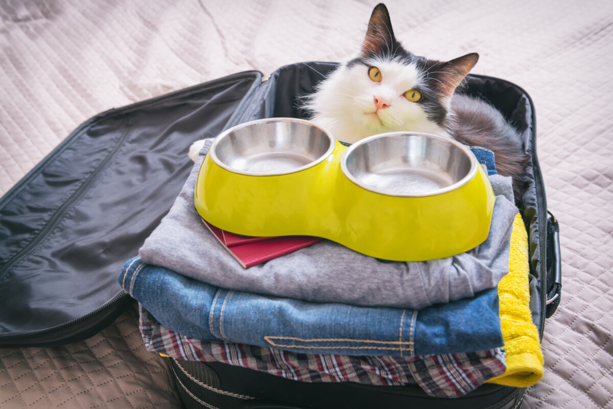 6 Best Food and Water Bowls for Traveling with Cats