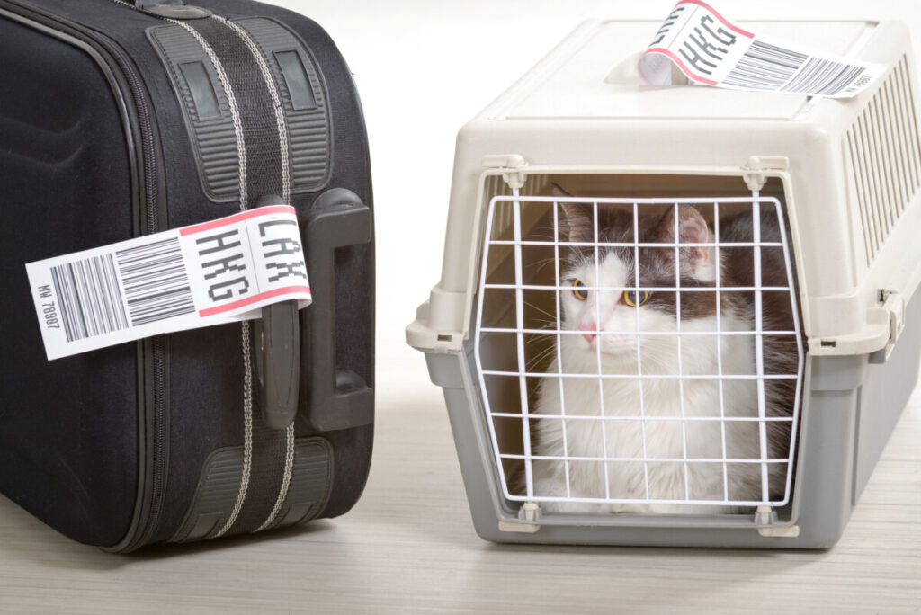 cat travel airline carrier