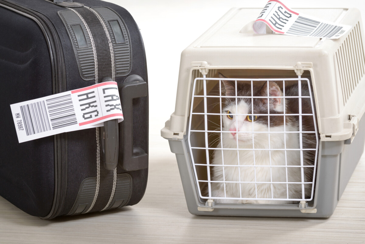 6 Best Airline-Approved Carriers For Flying With Your Cat