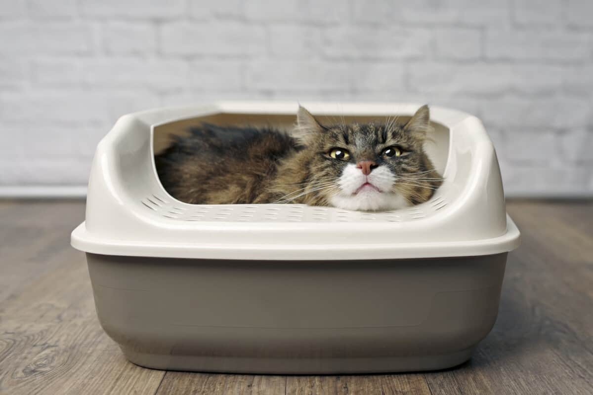 travel with litter box