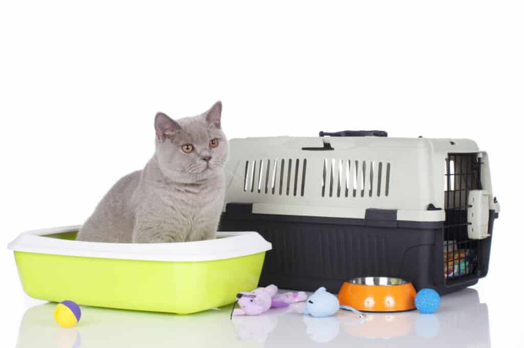 Cat car shop travel litter box