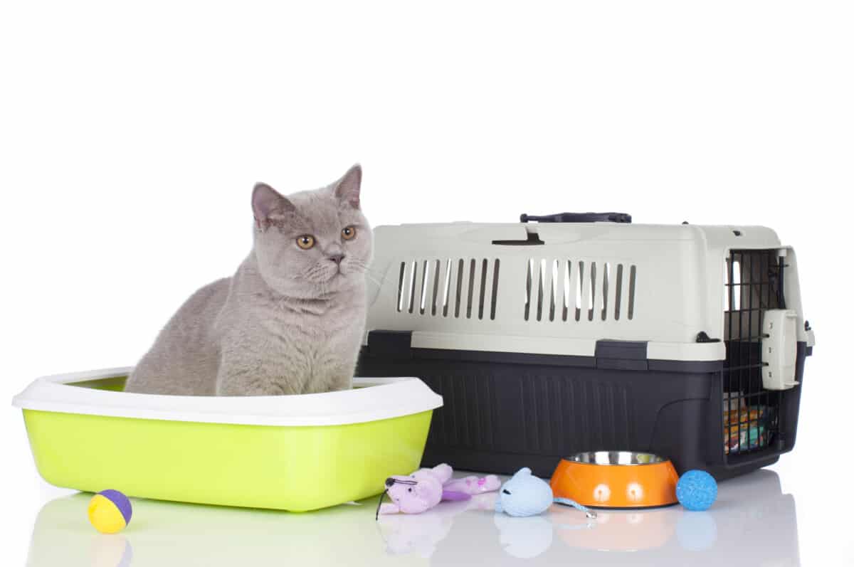 Traveling with a litter box and a cat in the car