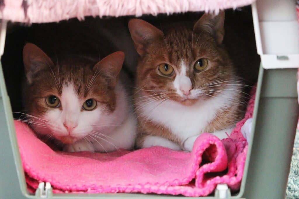 best cat carrier for two cats