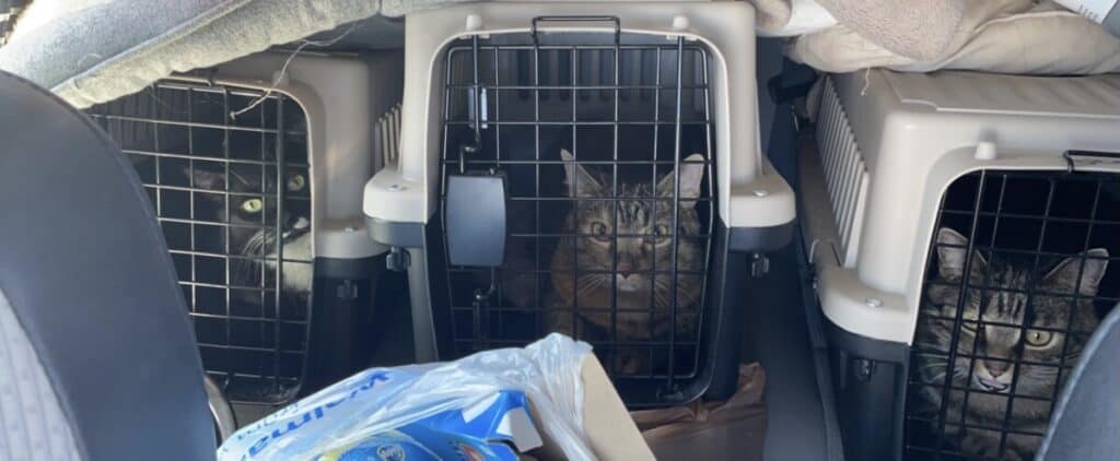 My three cats in their carriers in the backseat of the car