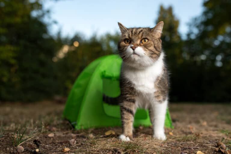 The Best Outdoor Cat Tents in 2023: 8 Top Picks - Travel Tabby