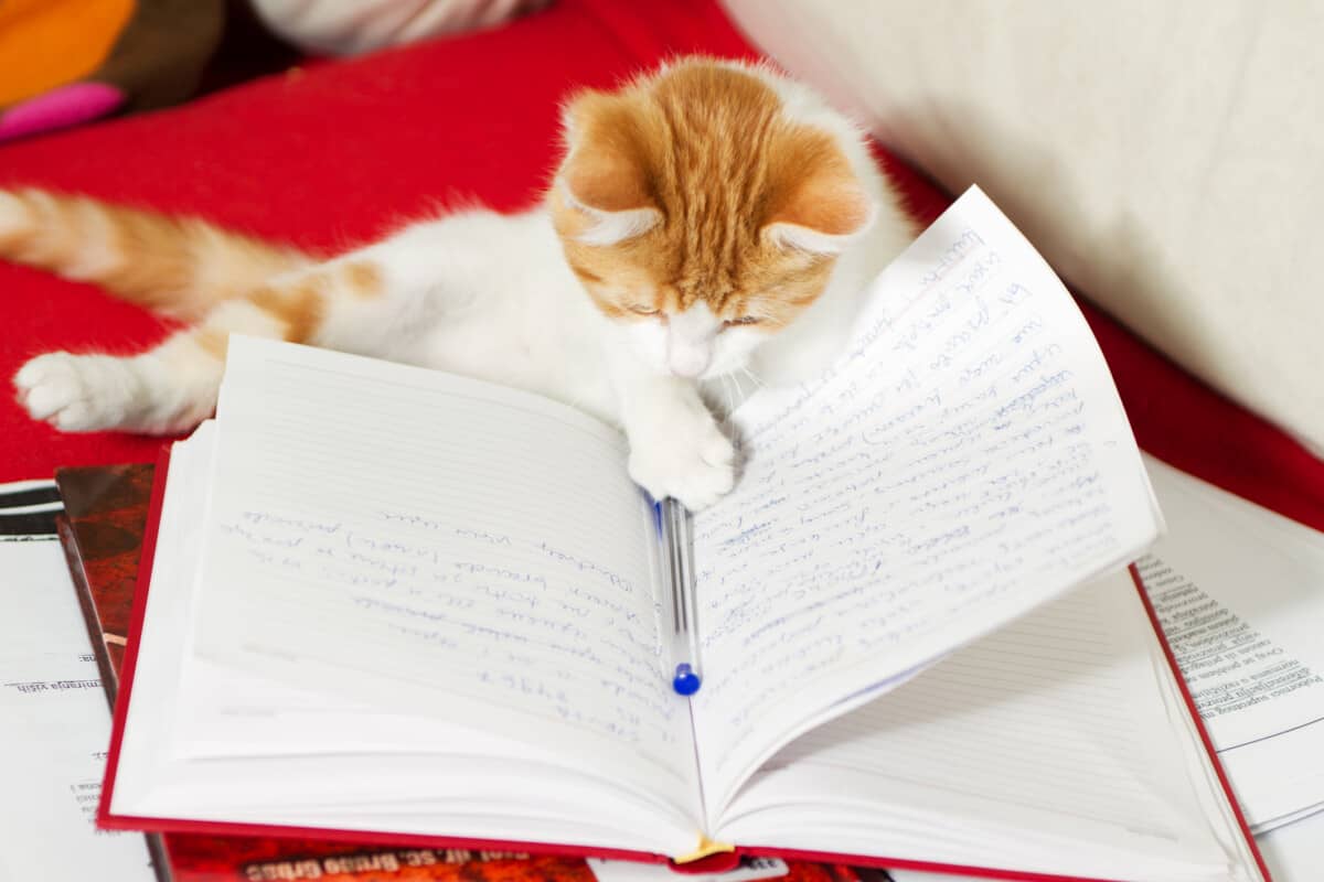 Should you take your cat to college?