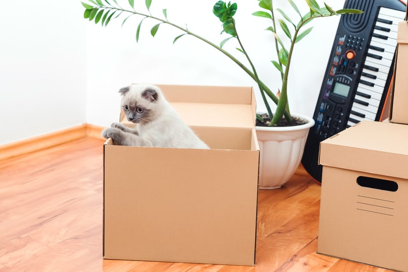 Moving with a cat to a new home