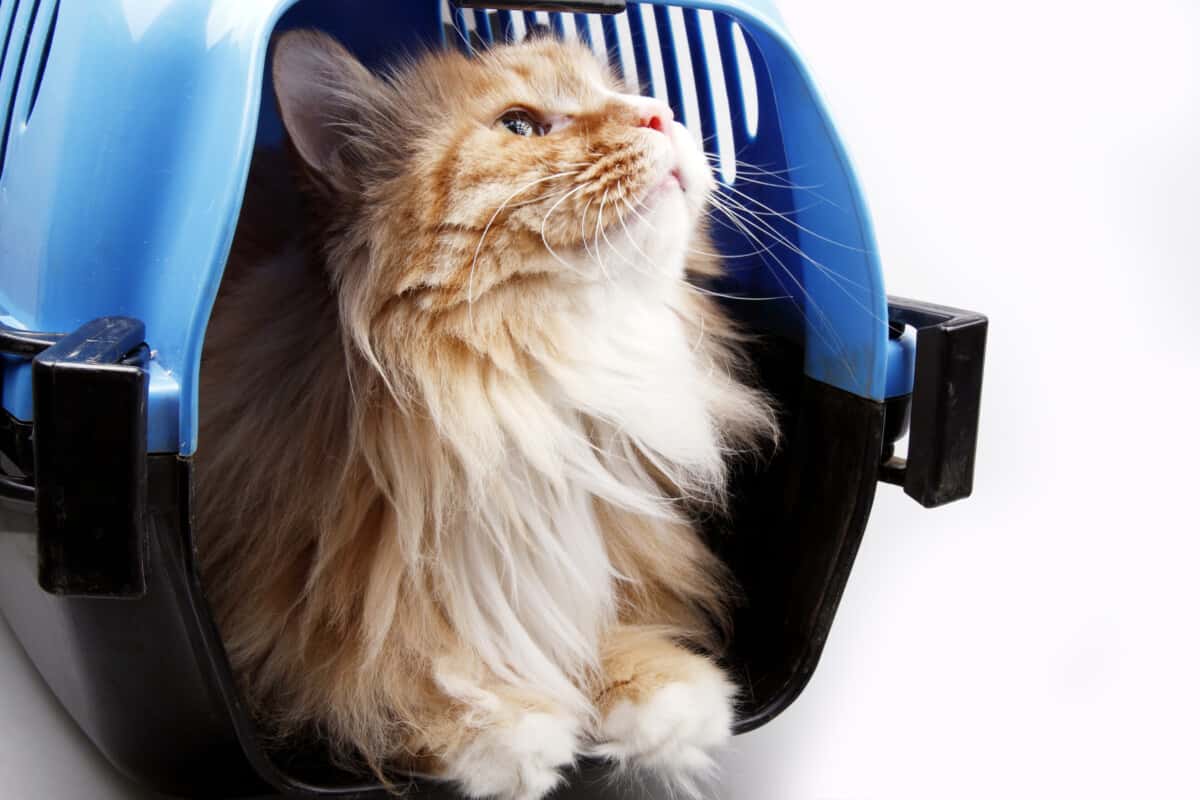 The Best Cat Carriers in 2024: 8 Top Picks